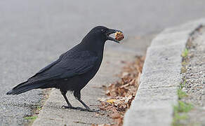 Carrion Crow