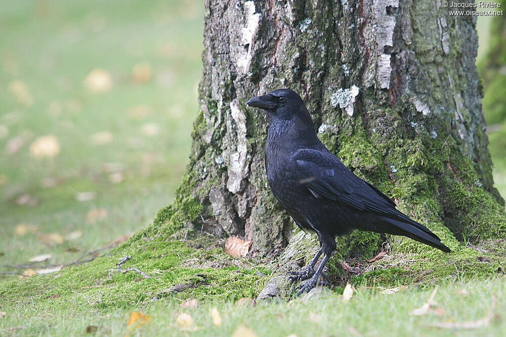 Carrion Crowadult post breeding