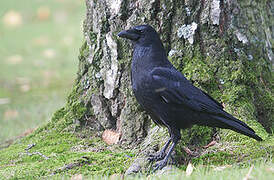 Carrion Crow