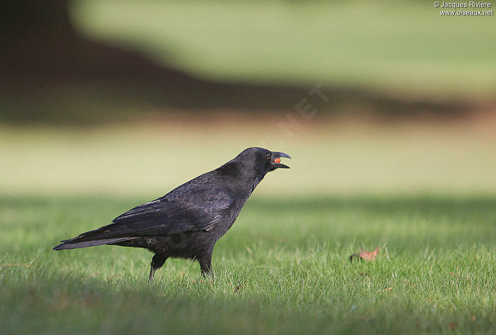 Carrion Crowadult post breeding