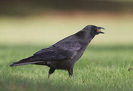 Carrion Crow