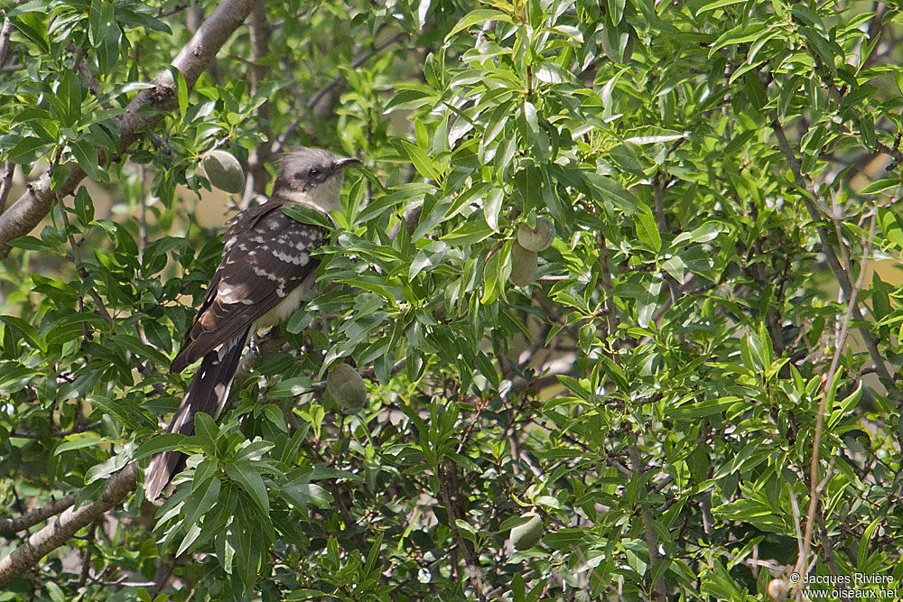 Great Spotted Cuckooadult breeding