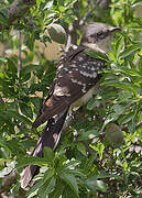 Great Spotted Cuckoo