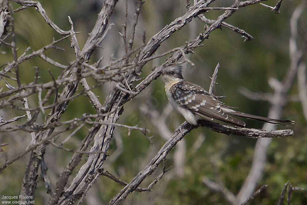 Great Spotted Cuckooadult breeding, identification