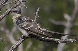 Great Spotted Cuckoo