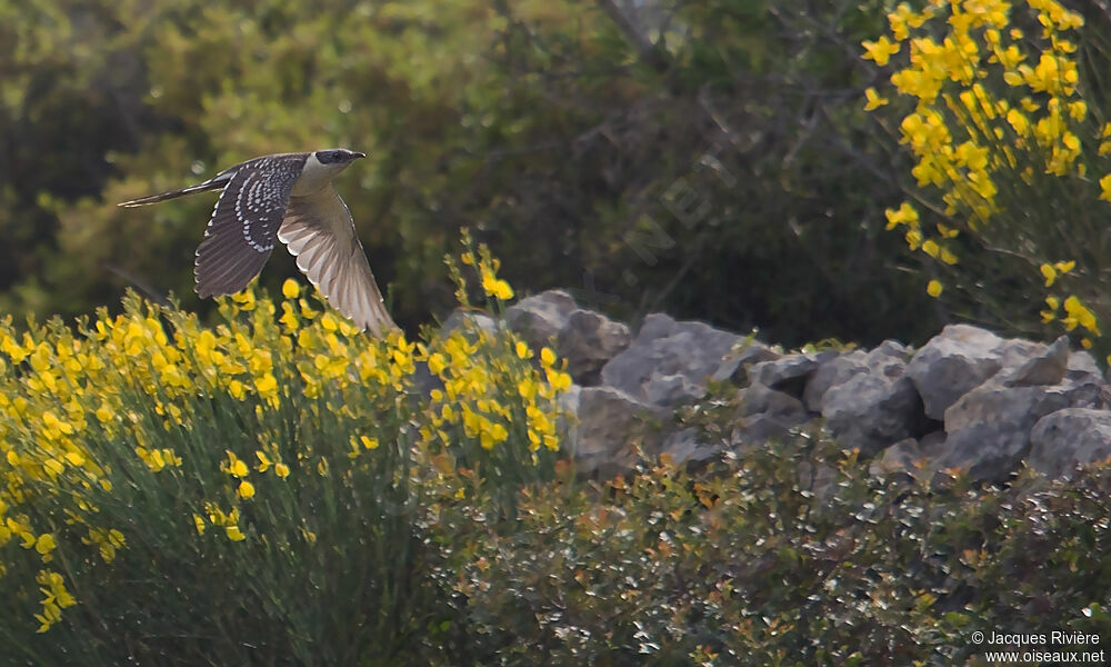 Great Spotted Cuckoo male adult breeding