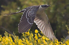 Great Spotted Cuckoo