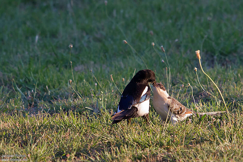 Coucou geaijuvénile, mange, r. parasite