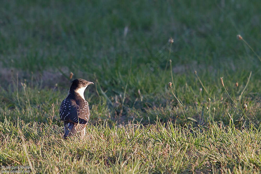 Great Spotted Cuckoojuvenile