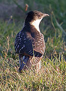 Great Spotted Cuckoo