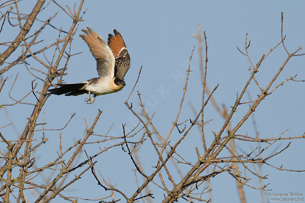 Great Spotted Cuckoojuvenile