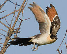 Great Spotted Cuckoo