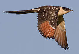 Great Spotted Cuckoo