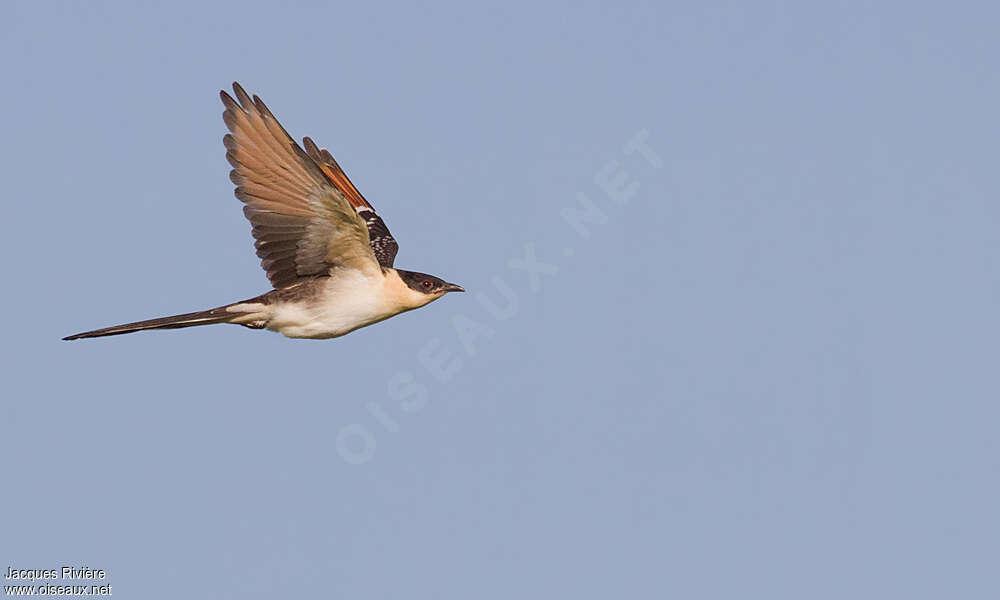 Great Spotted Cuckoojuvenile, Flight