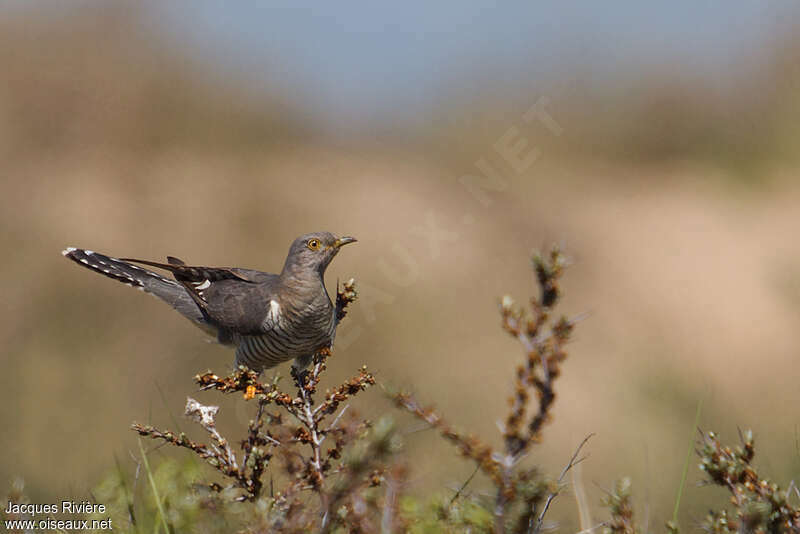 Common Cuckoo female adult, identification
