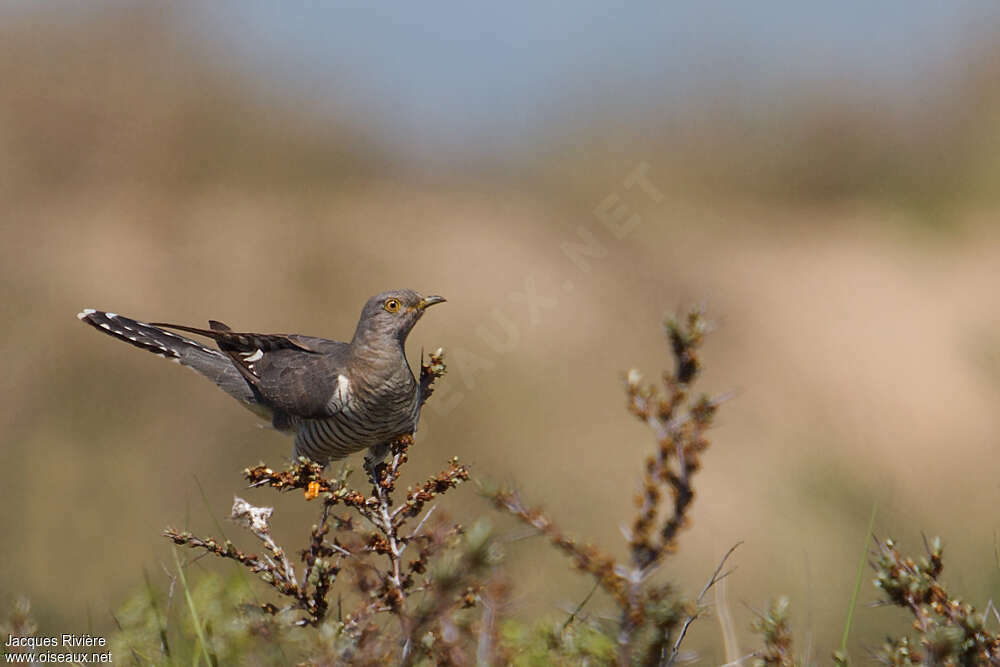 Coucou gris femelle adulte, identification