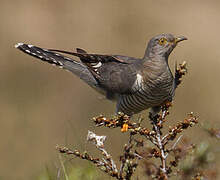 Common Cuckoo