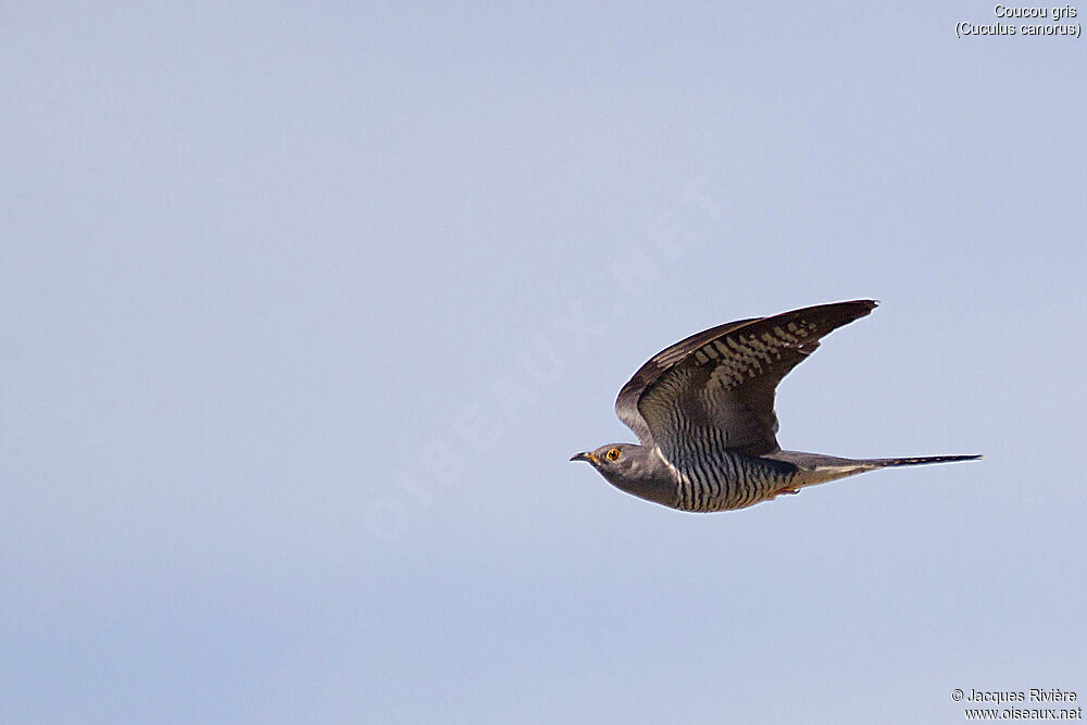 Common Cuckoo male adult breeding, Flight