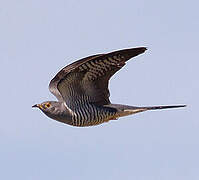 Common Cuckoo