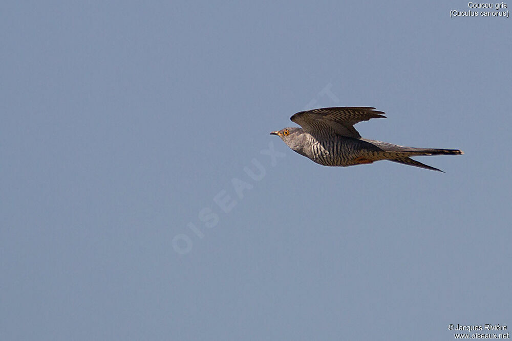 Common Cuckoo male adult breeding, Flight