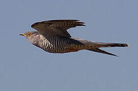 Common Cuckoo