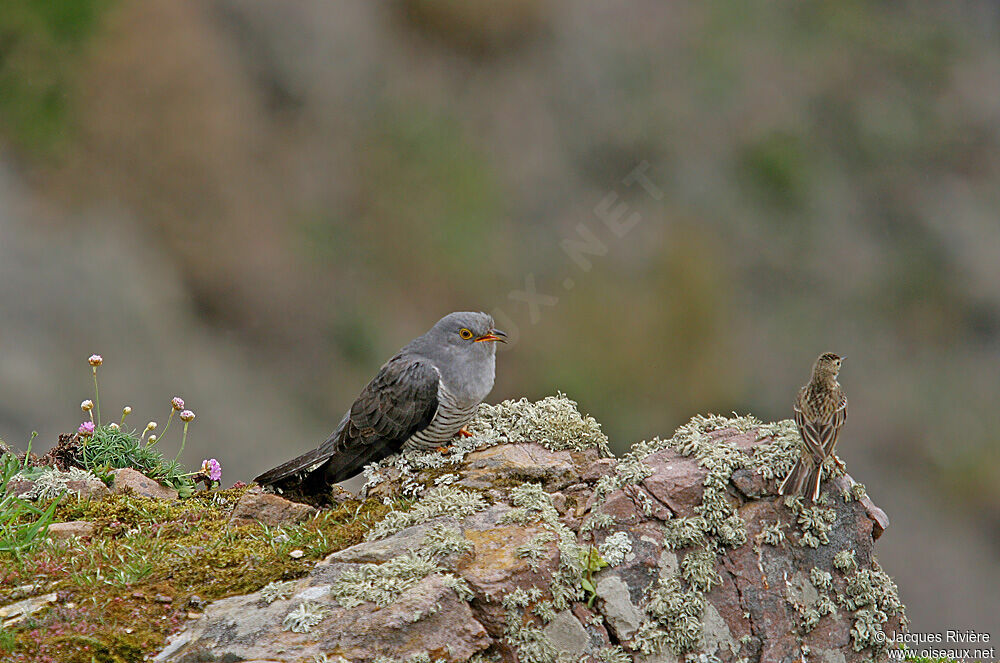 Common Cuckooadult breeding