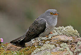 Common Cuckoo