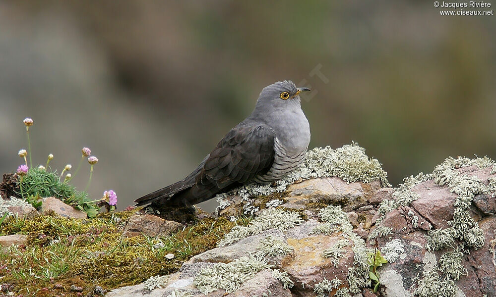 Common Cuckooadult breeding