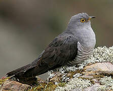 Common Cuckoo