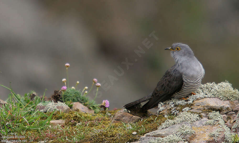 Common Cuckooadult breeding, identification