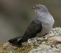 Common Cuckoo