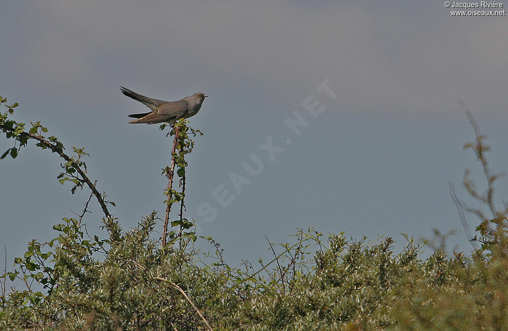 Common Cuckoo male adult breeding, song