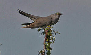 Common Cuckoo