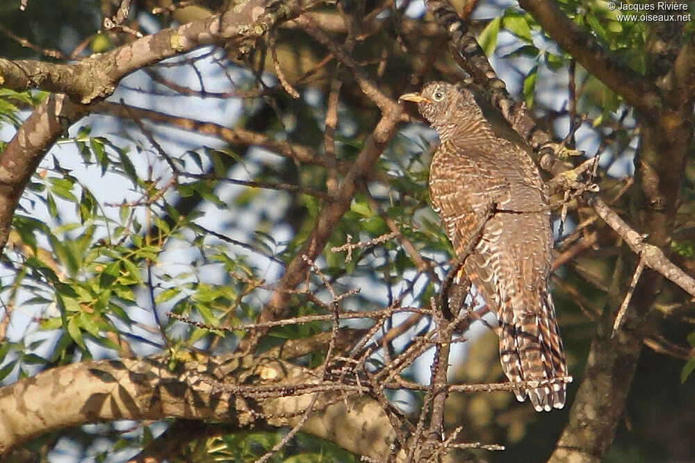 Common Cuckoojuvenile