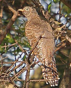 Common Cuckoo