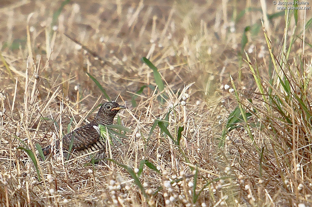 Common Cuckoojuvenile