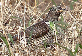 Common Cuckoo