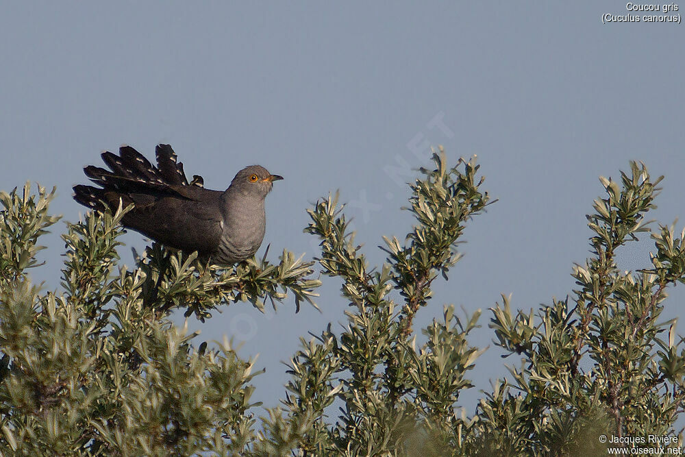 Coucou gris mâle adulte nuptial, identification