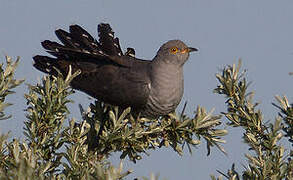 Common Cuckoo