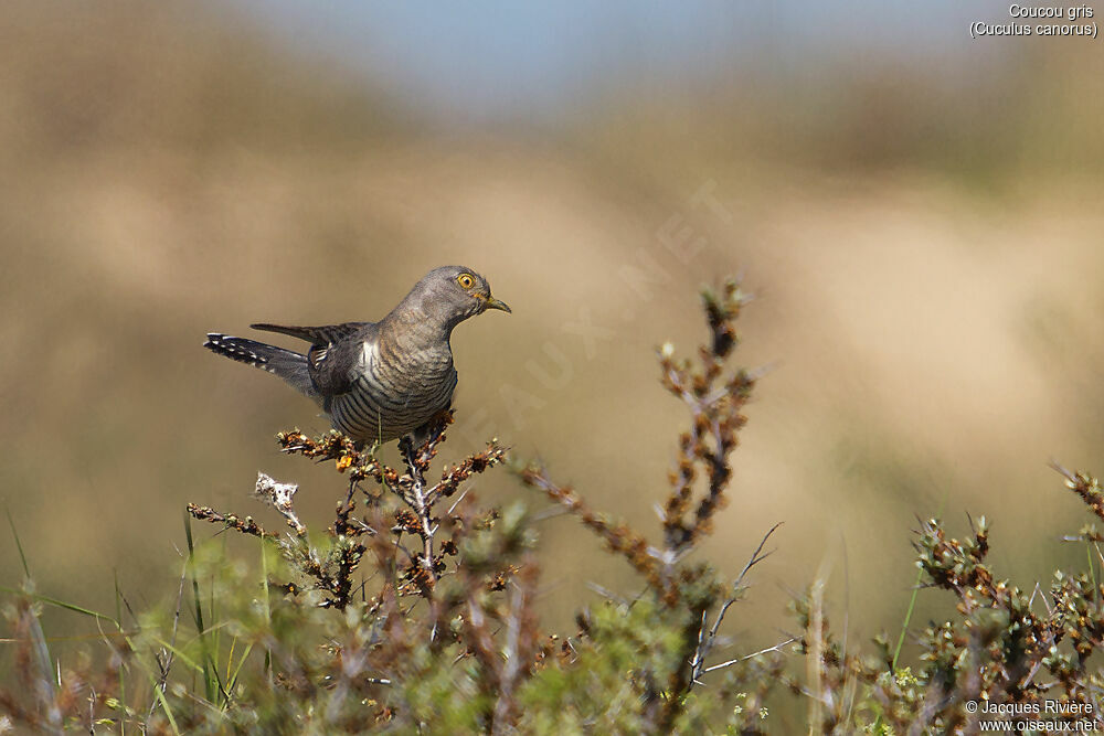 Common Cuckoo female adult breeding, identification