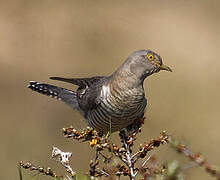 Common Cuckoo