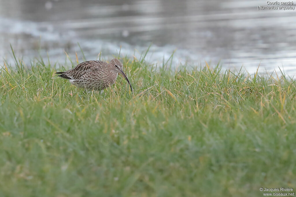 Eurasian Curlewadult, identification, walking