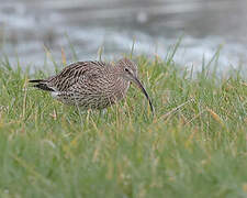 Eurasian Curlew