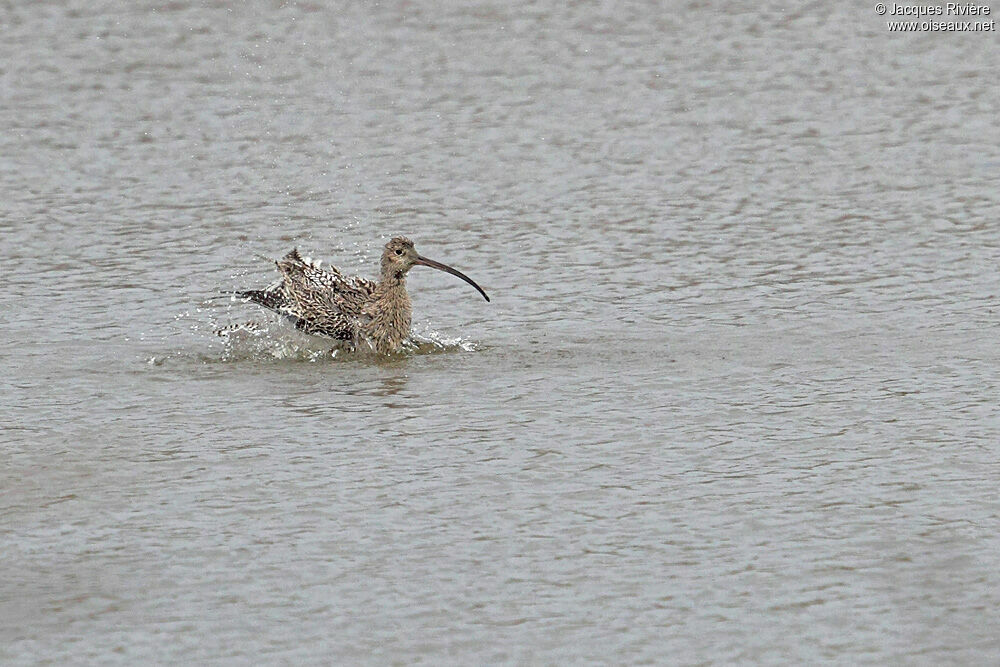 Eurasian Curlewadult post breeding, Behaviour