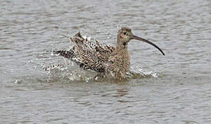 Eurasian Curlew