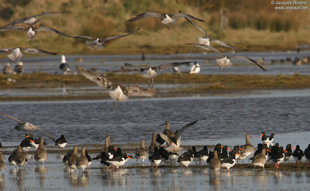 Eurasian Curlewadult post breeding, Behaviour