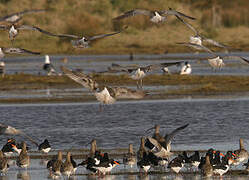 Eurasian Curlew