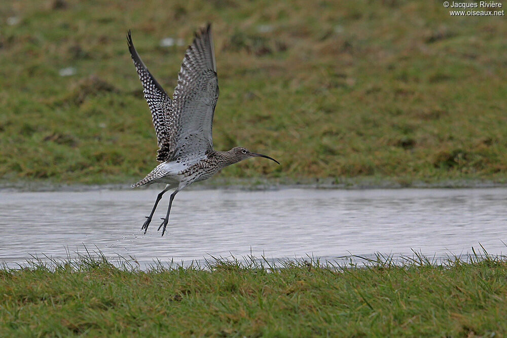 Eurasian Curlewadult post breeding, Flight