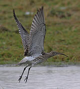 Eurasian Curlew