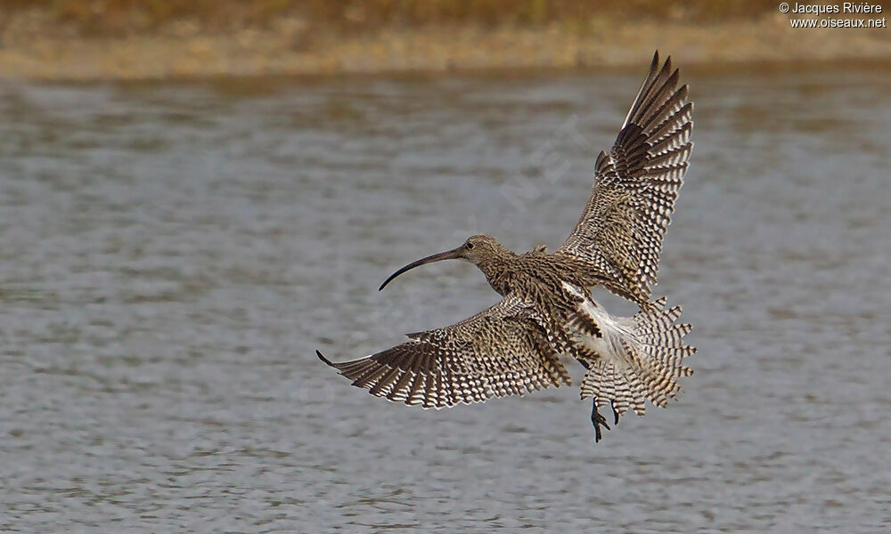 Eurasian Curlewadult post breeding, Flight